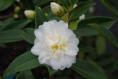 Camellia x Snow Flurry 