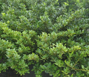 Ilex crenata 'Helleri' - Japanese Holly