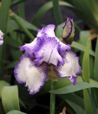 Iris germanica Hemstitched
