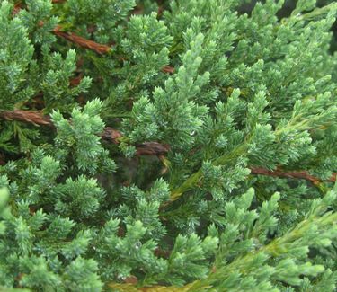 Juniperus chinensis var. sargentii - Sargent's Juniper
