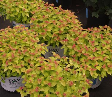 Spiraea japonica Double Play Candy Corn