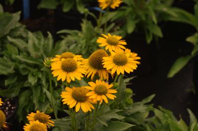 Echinacea purpurea Kismet 'Yellow'