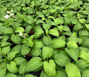 Hosta plantaginea var. grandiflora - Fragrant Plantain Lily from Pleasant Run Nursery