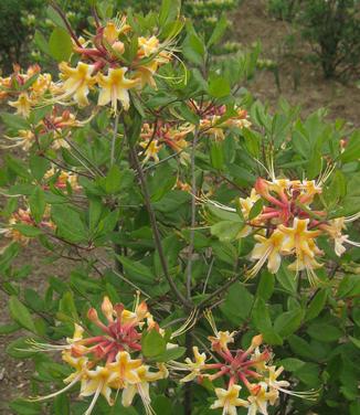 Rhododendron austrinum 'Millie Mac' - Florida Azalea from Pleasant Run Nursery