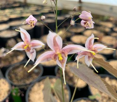 Epimedium x 'Pink Panther' - Barrenwort from Pleasant Run Nursery