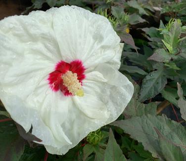 Hibiscus x Summerific French Vanilla - Rose Mallow 