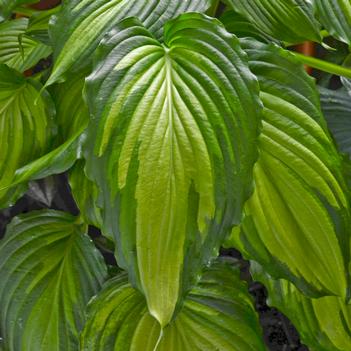 Hosta Angel Falls - Plantain Lily (Photo Walters Gardens, Inc.)