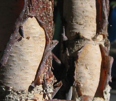 Betula nigra Heritage® ('Cully') - Riverbirch 