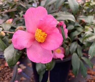 Camellia x 'Ashton's Pride' - Camellia from Pleasant Run Nursery