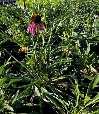 Echinacea simulata - Coneflower from Pleasant Run Nursery