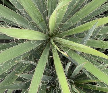 Yucca filamentosa 'Excalibur' - Adam's Needle from Pleasant Run Nursery