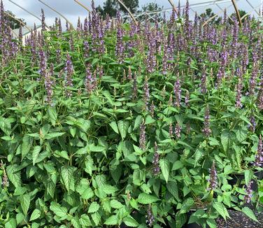 Agastache x 'Little Adder' - Hyssop- Little Adder from Pleasant Run Nursery