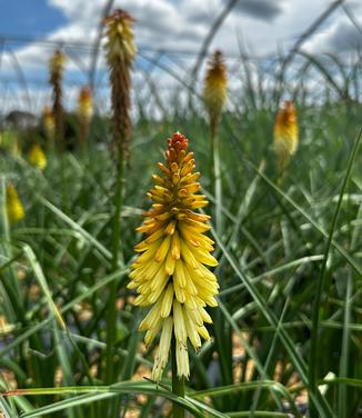Kniphofia x Pyromania® 'Hot and Cold' - Red Hot Poker from Pleasant Run Nursery