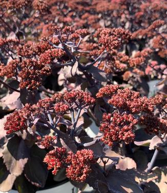 Sedum x 'Back in Black' - Stonecrop from Pleasant Run Nursery