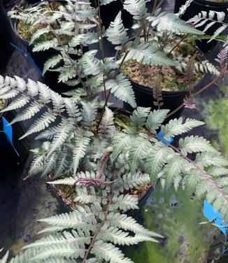 Athyrium nipponicum 'Godzilla' - Fern- Japanese Painted fern from Pleasant Run Nursery
