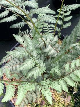 Athyrium nipponicum 'Pearly White' - Fern- Japanese Painted Fern from Pleasant Run Nursery