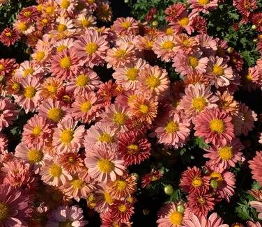 Chrysanthemum 'Mammoth™ 'Coral Daisy'' - Hardy Mum from Pleasant Run Nursery