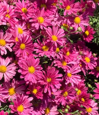 Chrysanthemum Mammoth™ 'Lavender Daisy'- Hardy Mum from Pleasant Run Nursery