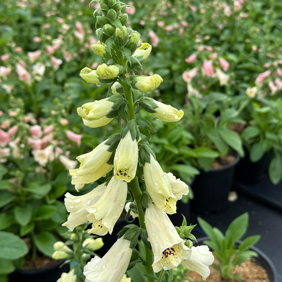 Digitalis purpurea 'Dalmatian Creme' - Foxglove from Pleasant Run Nursery