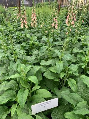 Digitalis purpurea 'Dalmatian Peach' - Foxglove from Pleasant Run Nursery