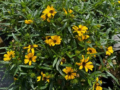 Helianthus salicifolius 'Autumn Gold' - Swamp Sunflower from Pleasant Run Nursery