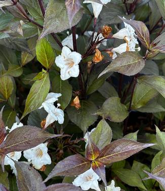 Weigela florida Wine & Spirits™ - Weigela- Wine & Spirits from Pleasant Run Nursery