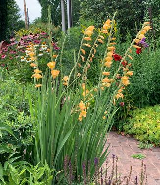 Gladiolus dalenii 'Boone' - Gladiola from Pleasant Run Nursery