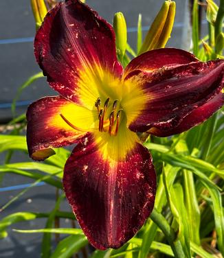 Hemerocallis 'Persian Ruby' - Daylily- Pandora's Box from Pleasant Run Nursery