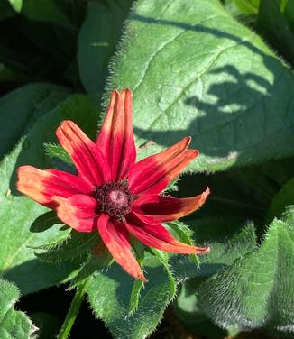 Rudbeckia hirta Cherry Brandy - Black-Eyed Susan from Pleasant Run Nursery