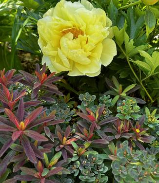 Euphorbia amygdaloides 'Ruby Glow' - on bottom