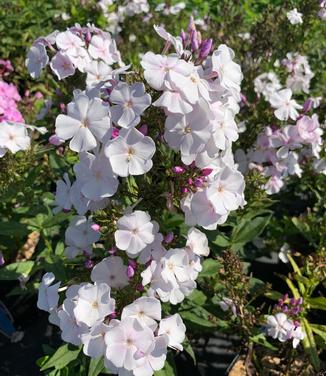 Phlox paniculata 'Party Girl' - Garden Phlox from Pleasant Run Nursery