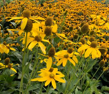 Rudbeckia laciniata Autumn Sun - Coneflower from Pleasant Run Nursery