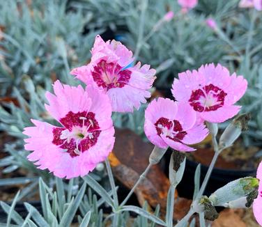 Dianthus x Mountain Frost™ 'Ruby Snow' - Cheddar Pinks from Pleasant Run Nursery
