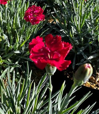 Dianthus hybrida 'Mountain Frost™ 'Ruby Garnet'' - China Pinks, Cheddar Pinks from Pleasant Run Nursery