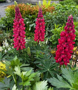 Lupine polyphyllus Westcountry™ 'Red Rum' - Lupine from Pleasant Run Nursery