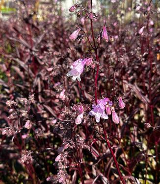 Penstemon digitalis 'Pocahontas' - Beardtongue from Pleasant Run Nursery