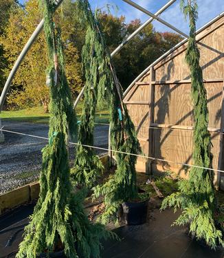 Chamaecyparis nootkatensis 'Green Arrow' - Alaskan Cedar from Pleasant Run Nursery