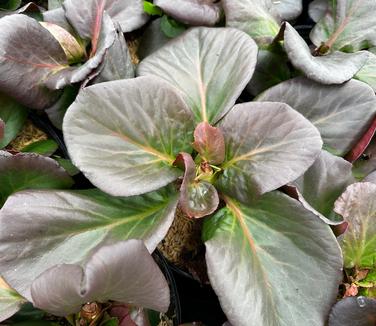 Bergenia cordifolia 'Red Beauty' - Pigsqueak from Pleasant Run Nursery