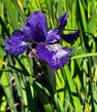 Iris sibirica 'Over in Gloryland' - Siberian Iris from Pleasant Run Nursery