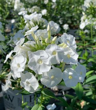 Phlox paniculata 'Luminary Backlight' - Garden Phlox from Pleasant Run Nursery