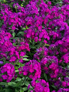 Phlox paniculata Luminary® 'Ultraviolet' - Garden Phlox from Pleasant Run Nursery