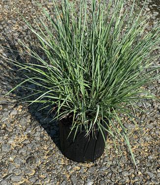 Schizachyrium scoparium - Little Blue Stem from Pleasant Run Nursery