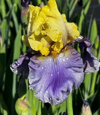 Iris germanica 'Edith Wolford' - German Bearded Iris from Pleasant Run Nursery