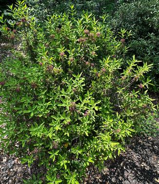 Kalmia angustifolia - Mountain Laurel from Pleasant Run Nursery