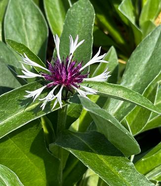 Centaurea montana 'Amethyst in Snow' - Cornflower from Pleasant Run Nursery