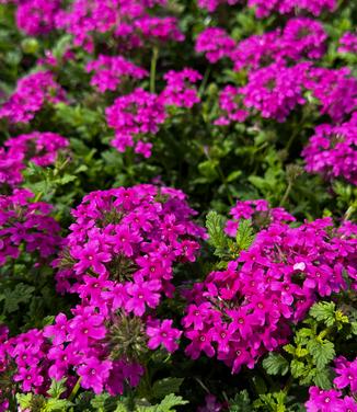 Verbena canadensis 'Homestead Hot Pink' - Verbena from Pleasant Run Nursery