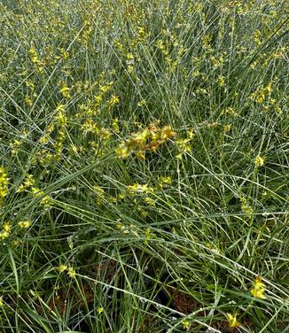 Carex texensis - Sedge- Low Woodland from Pleasant Run Nursery