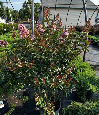 Lagerstroemia 'Pink Pig' - Crapmyrtle from Pleasant Run Nursery