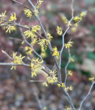 Hamamelis virginiana 'Little Prospect' - Witchhazel from Pleasant Run Nursery