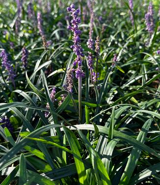 Liriope muscari 'Purple Explosion' - Lilyturf Royal Purple from Pleasant Run Nursery